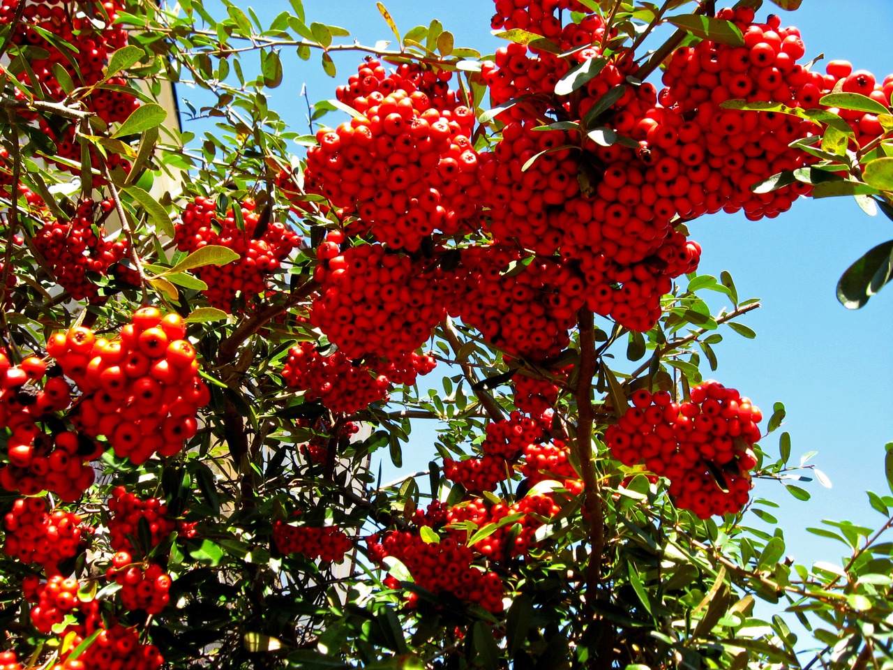 Red/orange berries on a narrowleaf firethorn (Pyracantha angustifolia) shrub outside the east wing (1914) of the main house at Pebble Hill Plantation.