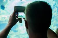 A young man photographs a sea turtle and fish with his telephone in the underwater viewing area of the 'TurtleTrek' exhibit at SeaWorld Orlando.