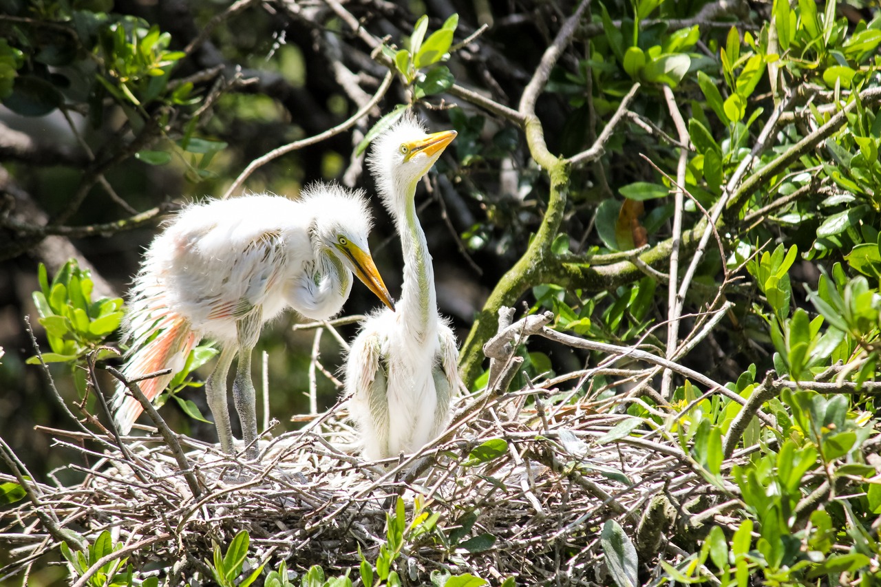 Two Great Egret (Ardea alba) chicks in their nest at the rookery.