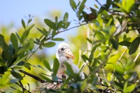 Wood Stork (Mycteria americana) chick in its rookery nest.