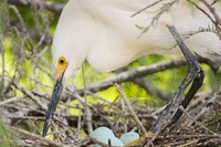 Snowy Egret (Egretta thula) with three eggs makes adjustments to her rookery nest.