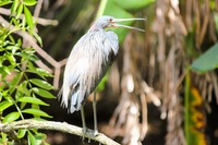 Tricolored Heron (Egretta tricolor) vocalizing while sitting in a tree in the rookery.