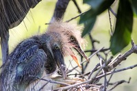 Tricolored Heron (Egretta tricolor) standing over her two chicks in their rookery nest.