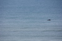 Two dolphins surface as they swim east along the shore of St. George Island.