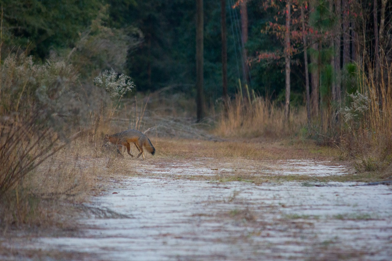 A gray fox (Urocyon cinereoargenteus) on the Stagecoach Road Trail east of the trail to the Lime Sink youth campground in Suwannee River State Park.