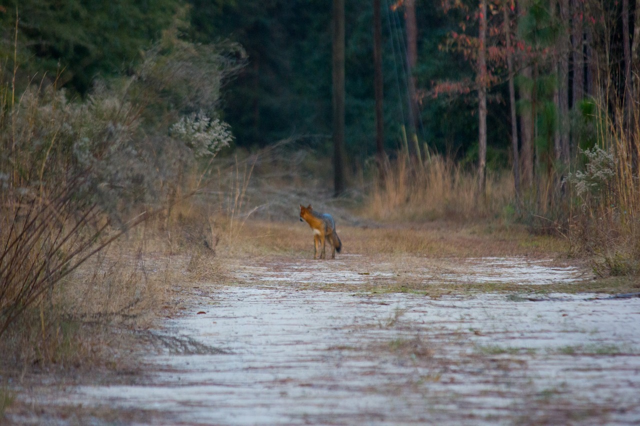 A gray fox (Urocyon cinereoargenteus) on the Stagecoach Road Trail east of the trail to the Lime Sink youth campground in Suwannee River State Park.