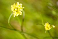 Rattlesnake weed (Hieracium venosum) on the side of Stagecoach Road (County Road 132) at Suwannee River State Park.