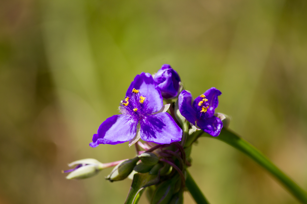 Bluejacket spiderwort (Tradescantia ohiensis) on the side of Stagecoach Road (County Road 132) at Suwannee River State Park.