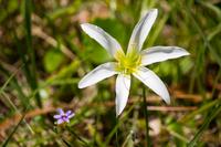 Atamasco lily (Zephyranthes atamasca) on the side of Stagecoach Road (County Road 132) at Suwannee River State Park.