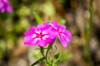 Hairy Phlox (Phlox amoena) on the side of Stagecoach Road (County Road 132) at Suwannee River State Park.