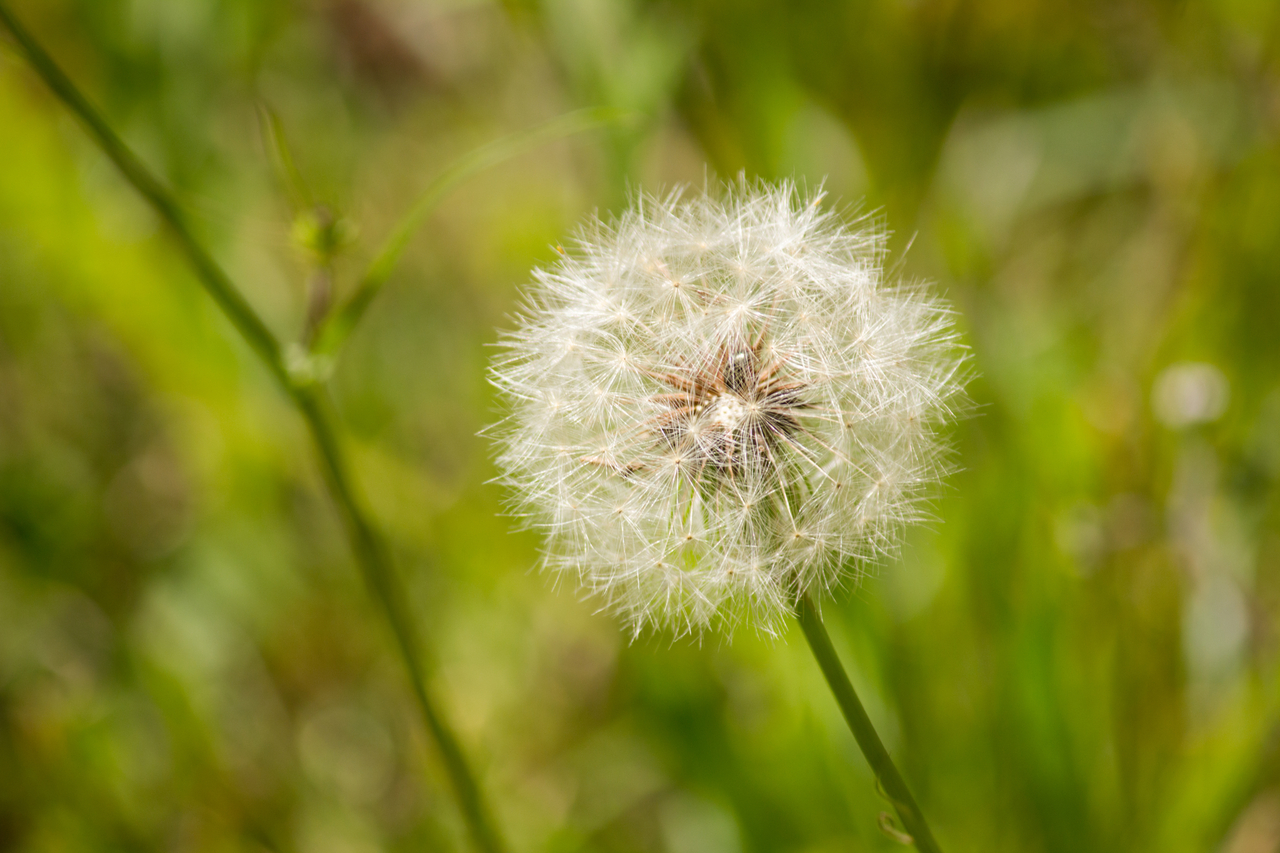 Common dandelion (Taraxacum officinale) seed head on the side of Stagecoach Road (County Road 132) at Suwannee River State Park.