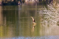 Following the successful escape of the fish it caught, an Anhinga (Anhinga anhinga) returns to a rock in a pond north of the lake at Jacksonville's Kathryn Abbey Hanna Park.