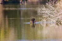 After the fish it caught escapes, an Anhinga (Anhinga anhinga) dives to pursue it in a pond north of the lake at Jacksonville's Kathryn Abbey Hanna Park.