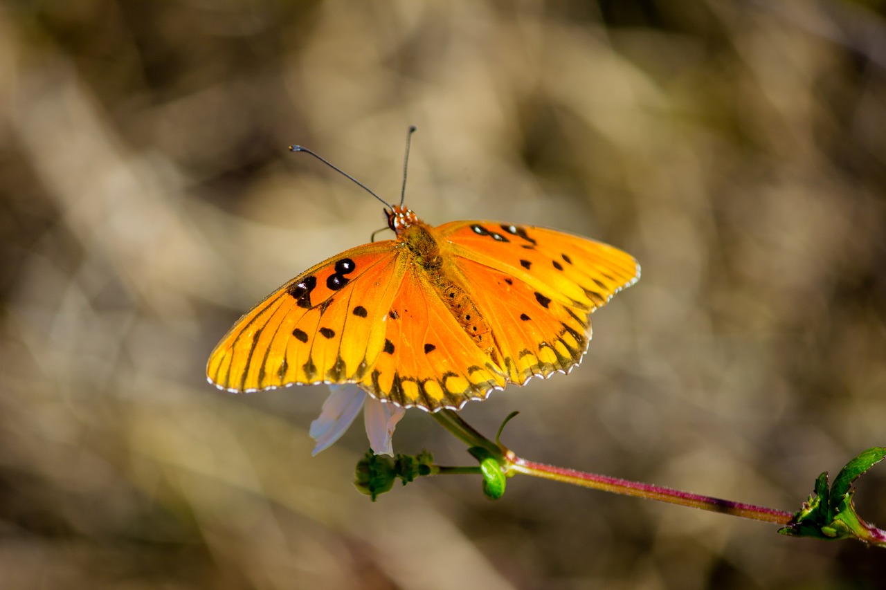 A Gulf Fritillary or Passion Butterfly (Agraulis vanillae) feeding on a flower's nectar next to the lake at Jacksonville's Kathryn Abbey Hanna Park.