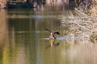 After the fish it caught escapes, an Anhinga (Anhinga anhinga) dives to pursue it in a pond north of the lake at Jacksonville's Kathryn Abbey Hanna Park.