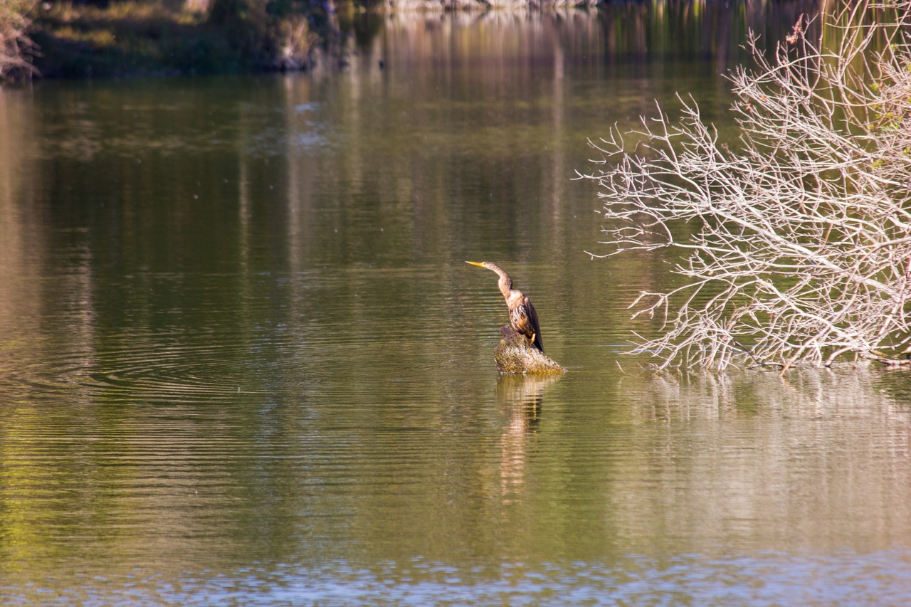 Following the successful escape of the fish it caught, an Anhinga (Anhinga anhinga) returns to a rock in a pond north of the lake at Jacksonville's Kathryn Abbey Hanna Park.
