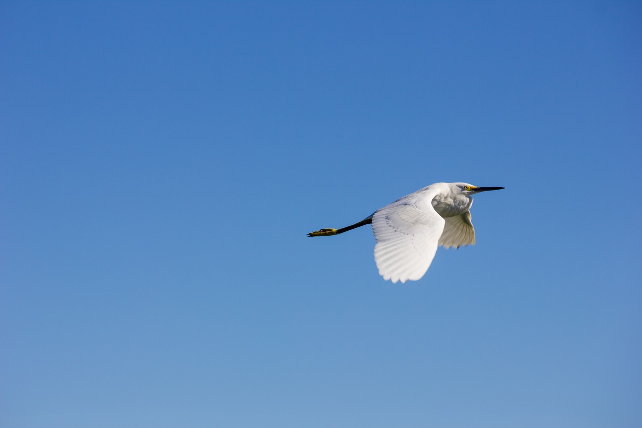 A Snowy Egret (Egretta thula) in flight over the lake at Jacksonville's Kathryn Abbey Hanna Park.