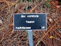 Sign for Yaupon Holly (Ilex vomitoria) in the Marina Park community garden demonstration area.