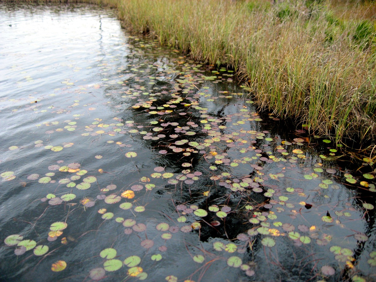 Lily pads in Western Lake at the northern end of Steadfast 4-Ton Pedestrian/Light Vehicle Bridge 031770 (2003) connecting Marina Park and Cerulean Park North.