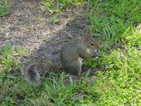Hungry squirrel at Lake Eola Park.
