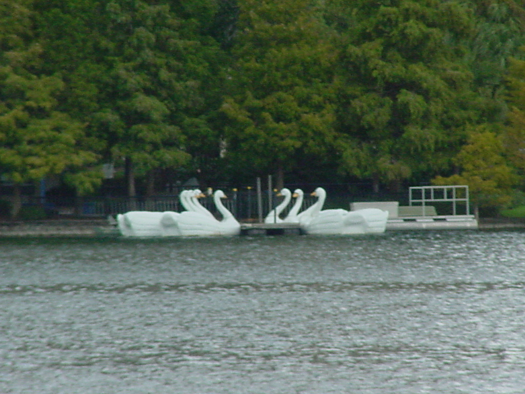 Swan boats available for rent and use on Lake Eola.