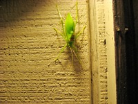 Common True Katydid (Pterophylla camellifolia) bush-cricket on the wall outside my apartment [day two].