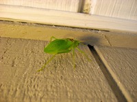 Common True Katydid (Pterophylla camellifolia) bush-cricket on the wall outside my apartment [day one].