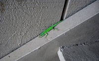 Green Anole Lizard II