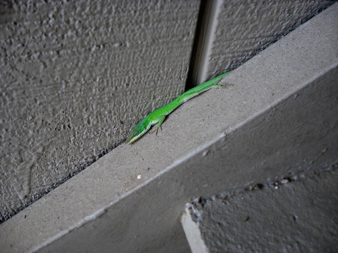 Green Anole (Anolis carolinensis) lizard outside my apartment on the warmest day (65°) we've had in a while.
