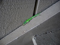 Green Anole (Anolis carolinensis) lizard outside my apartment on the warmest day (65°) we've had in a while.