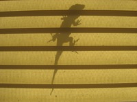 Shadow of a Green Anole lizard (Anolis carolinensis) sitting on my bedroom window's screen.