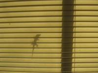Shadow of a Green Anole lizard (Anolis carolinensis) sitting on my bedroom window's screen.