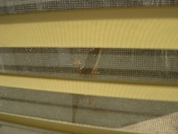 A Green Anole lizard (Anolis carolinensis) sitting on my bedroom window's screen.