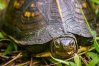 Box turtle (Terrapene carolina) Theta secondarily documented in my backyard on Friday, 10 July 2020.