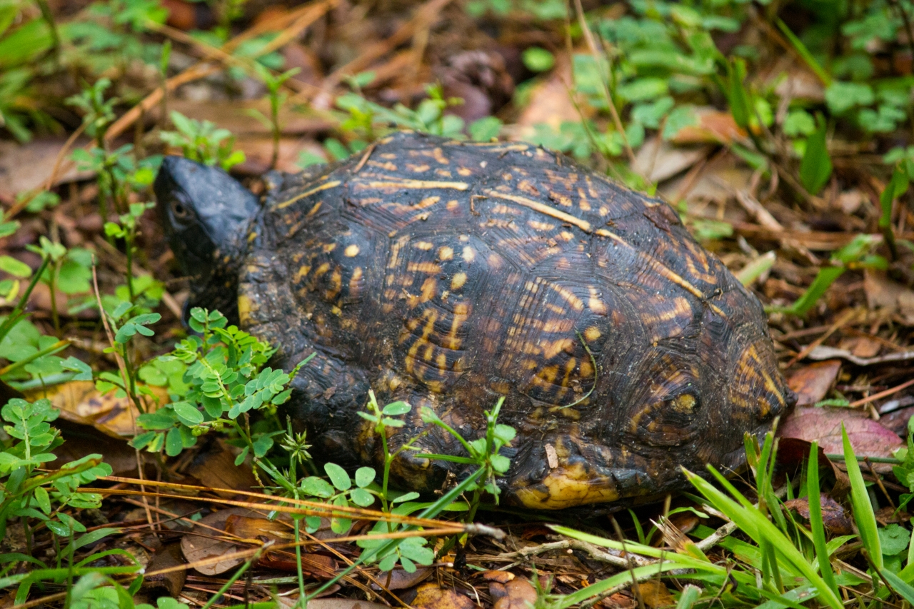 Box turtle (Terrapene carolina) Omicron first documented in my backyard on Tuesday, 29 September 2020.