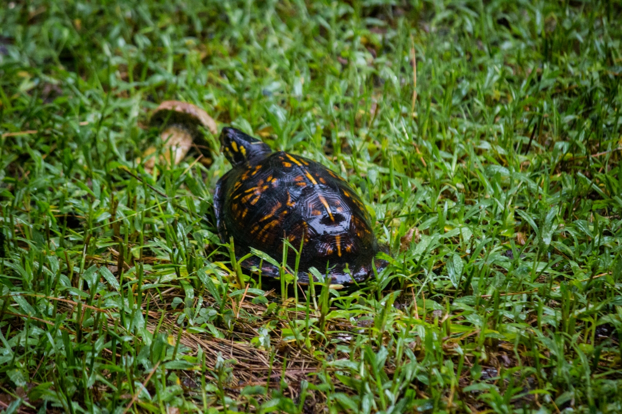 Box turtle (Terrapene carolina) Iota first documented in my backyard on Tuesday, 28 July 2020.