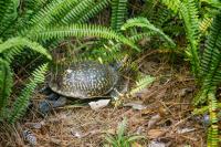 Box turtle (Terrapene carolina) Epsilon first documented in my backyard on Sunday, 31 May 2020.