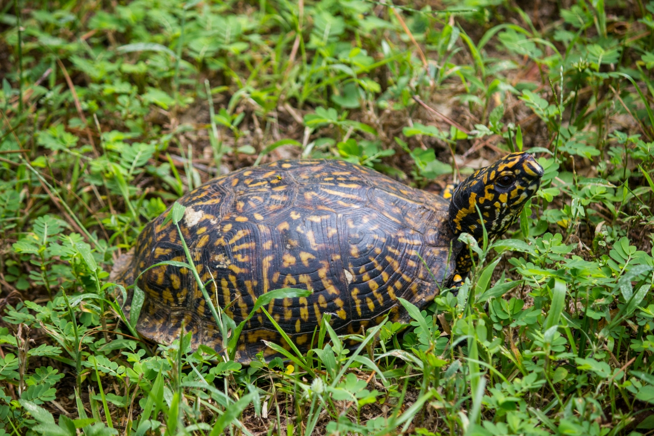 Box turtle (Terrapene carolina) Epsilon quaternarily documented in my backyard on Sunday, 06 September 2020.