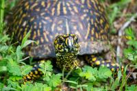 Box turtle (Terrapene carolina) Epsilon quaternarily documented in my backyard on Sunday, 06 September 2020.