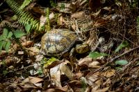 Box turtle (Terrapene carolina) Alpha first documented in my backyard on Thursday, 02 April 2020.