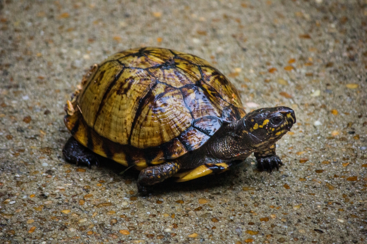 Box turtle (Terrapene carolina) Delta quinarily documented in my backyard on Wednesday, 20 May 2020.