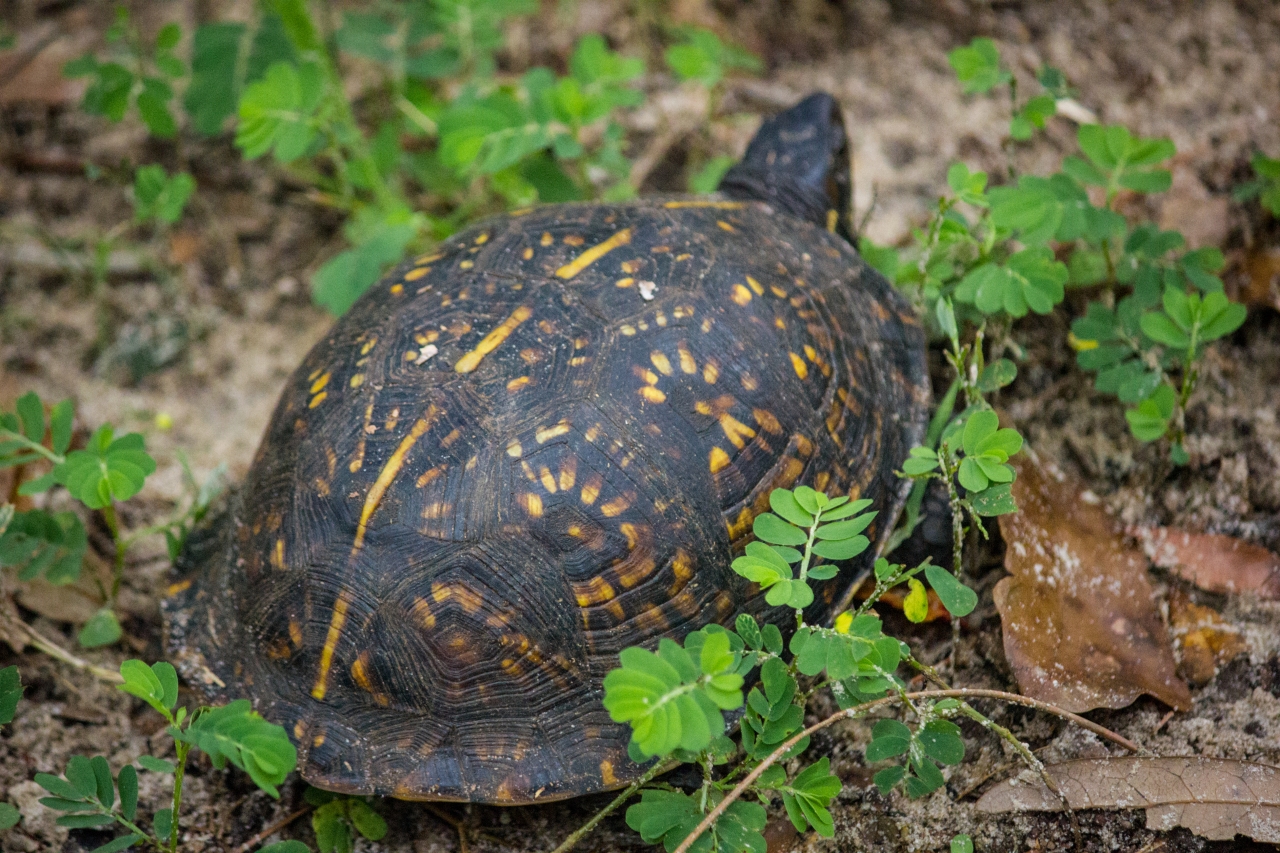 Box turtle (Terrapene carolina) Nu first documented in my backyard on Monday, 31 August 2020.