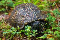 Box turtle (Terrapene carolina) Omicron first documented in my backyard on Tuesday, 29 September 2020.