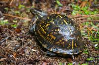 Box turtle (Terrapene carolina) Zeta first documented in my backyard on Sunday, 07 June 2020.