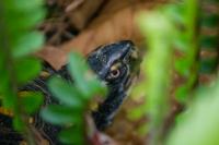 Box turtle (Terrapene carolina) Pi first documented in my backyard on Monday, 01 March 2021.