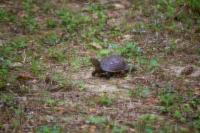 Box turtle (Terrapene carolina) Gamma first documented in my backyard on Thursday, 09 April 2020.