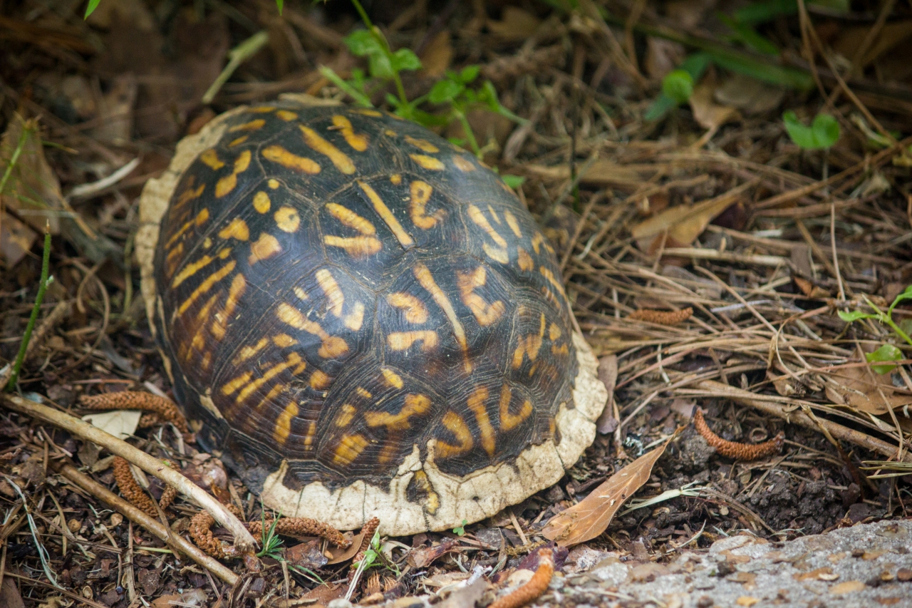 Box turtle (Terrapene carolina) Beta first documented in my front and backyard on Wednesday, 08 April 2020.