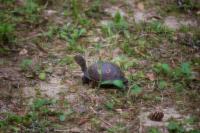 Box turtle (Terrapene carolina) Gamma first documented in my backyard on Thursday, 09 April 2020.