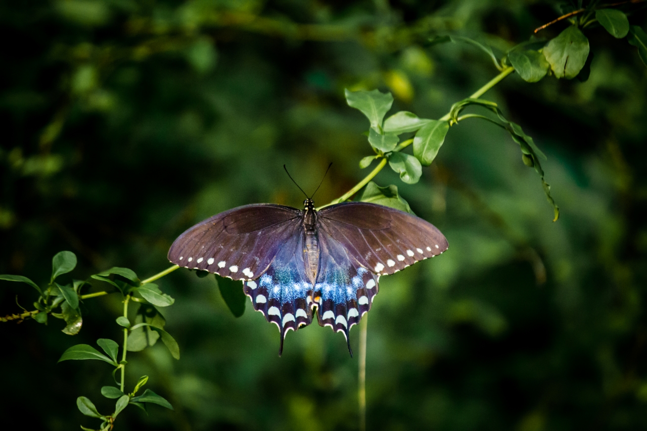 A spicebush swallowtail butterfly (Papilio troilus) uncharacteristically sitting still on a plant in my backyard.
