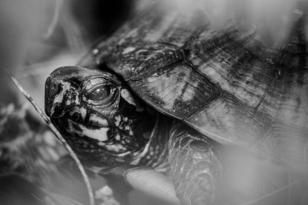 Box turtle (Terrapene carolina) Delta secondarily documented in my front yard on Thursday, 16 April 2020.